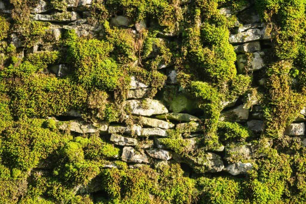 Close-up of sunlight shining on green moss growing on an uneven stone wall, highlighting the textures of moss and stones in a biophilic design.